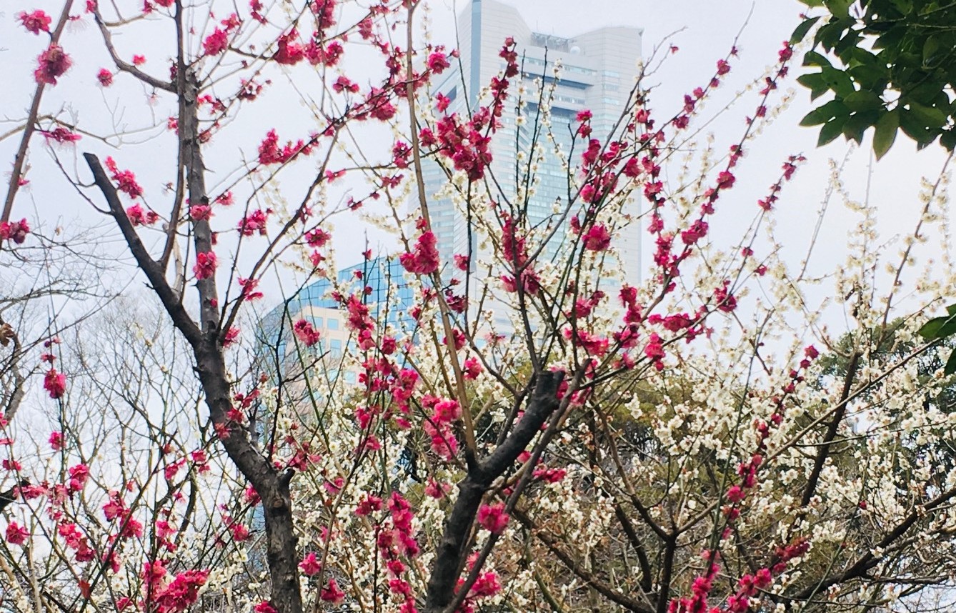 Sakuragicho plum blossom
