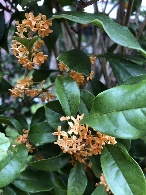 Autumn sweet-scented Osmanthus flower