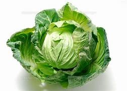 Spring cabbage