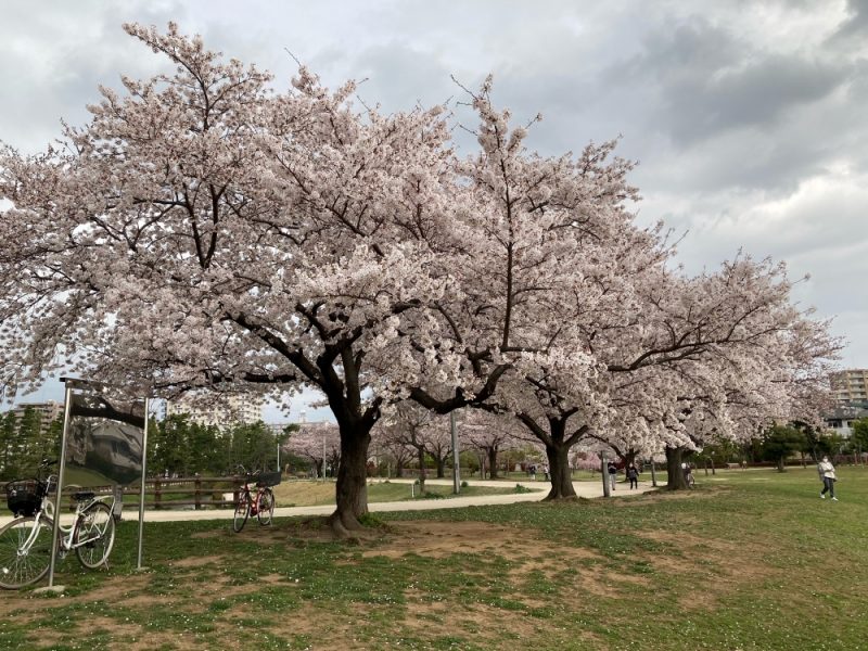 Cherry blossom day | Blog | Japanese Language Study in Japan - Yokohama International Education