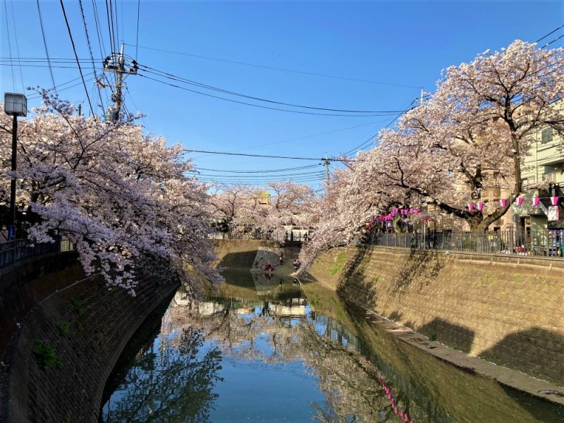 Cherry blossom day | Blog | Japanese Language Study in Japan - Yokohama International Education