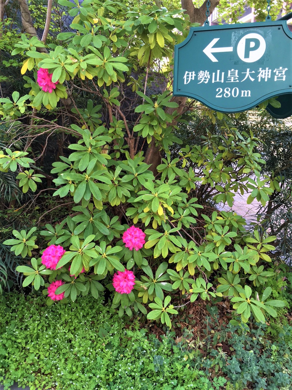 King of Flowers "Hymenanthes Flower" Blog Japanese Language Study