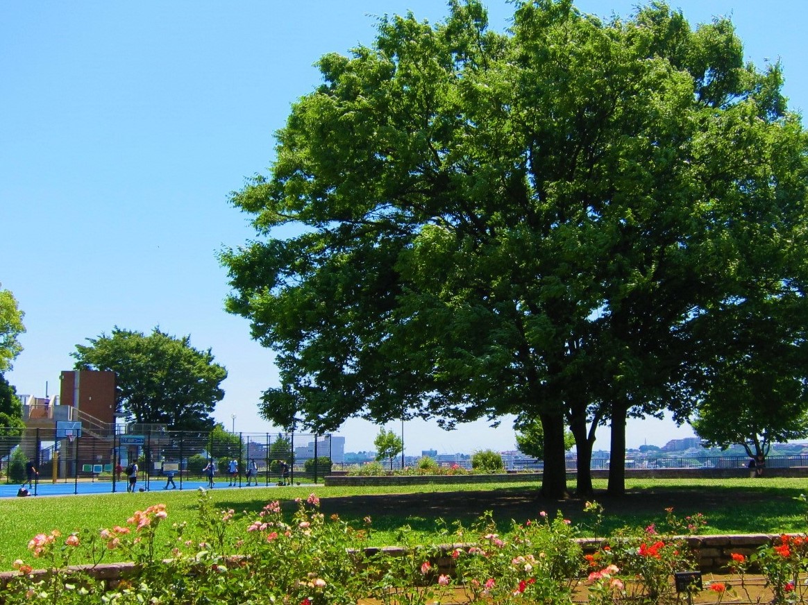 Walk around Sakuragicho, Yokohama (1) “From Kamonyama Park to Nogeyama Park, Teacher Kawai”