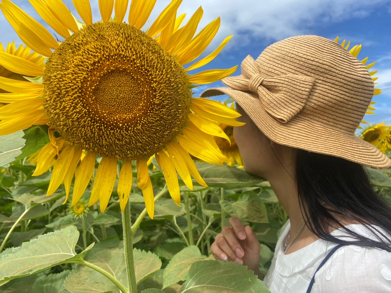 Enjoy summer in the sunflower field
