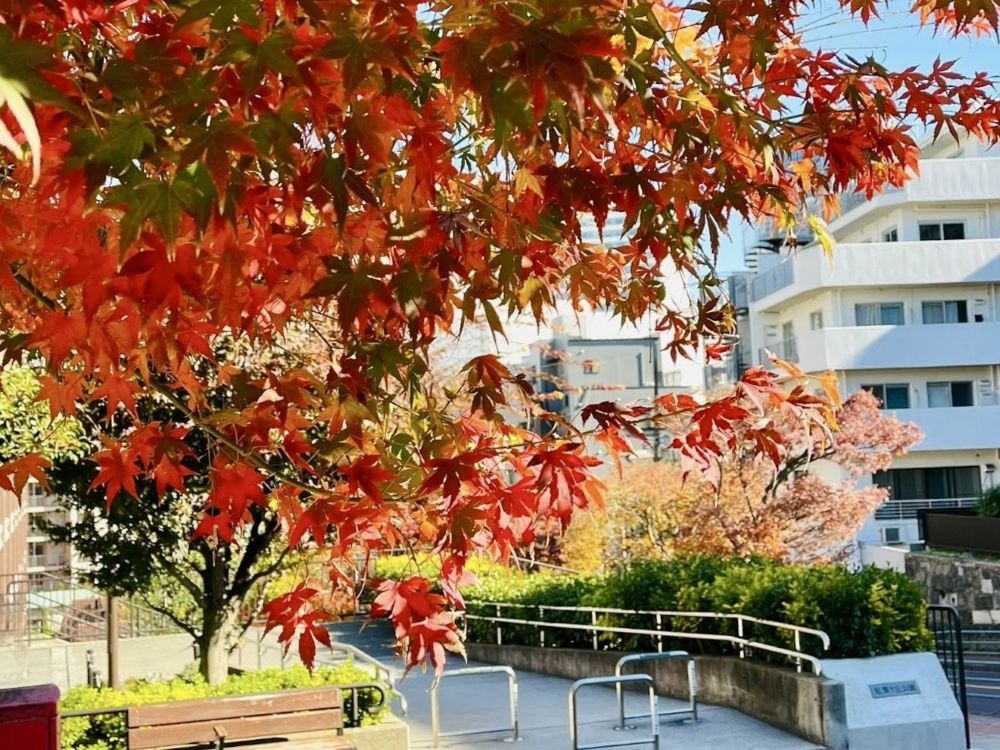 Autumn Leaves on Momijizaka