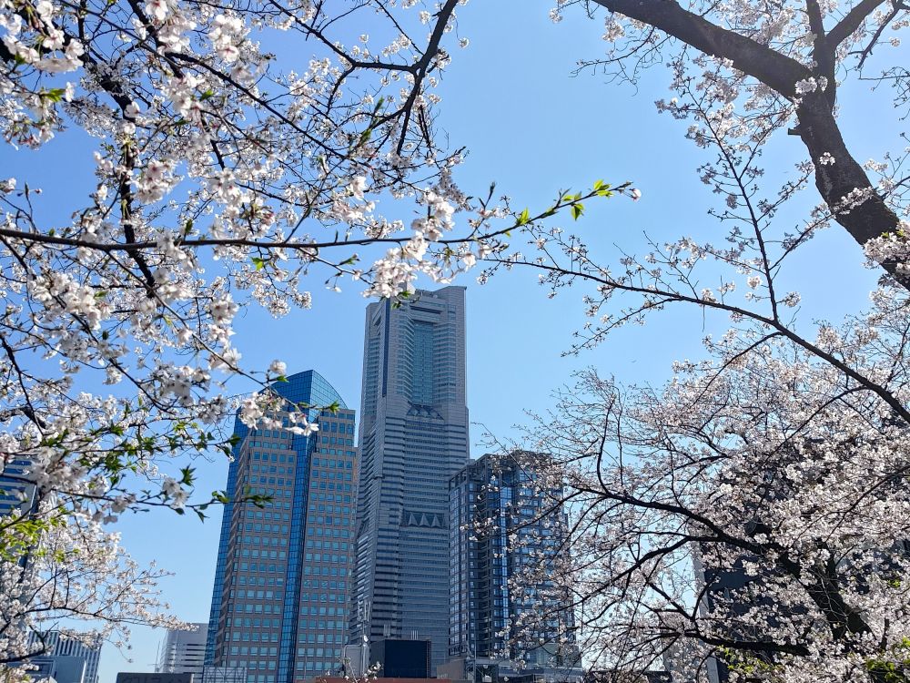 桜が満開でした