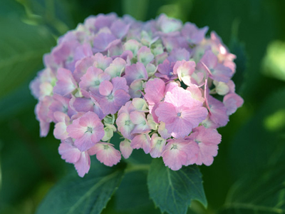 紫阳花（又称绣球花）